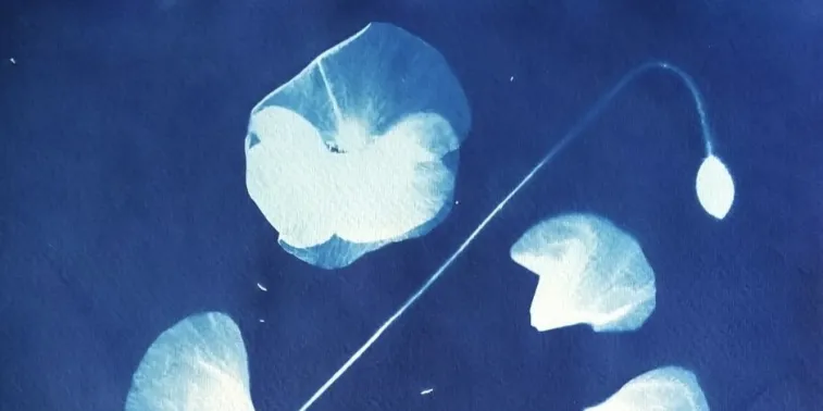 Photographie d'un cyanotype
