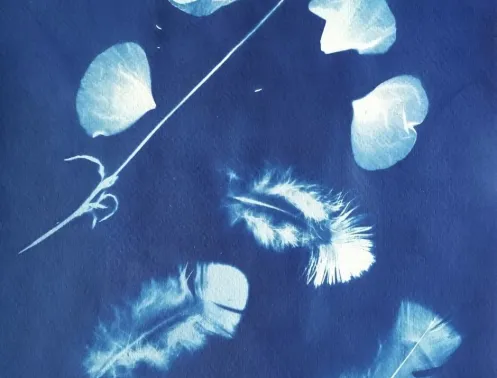 Photographie d'un cyanotype